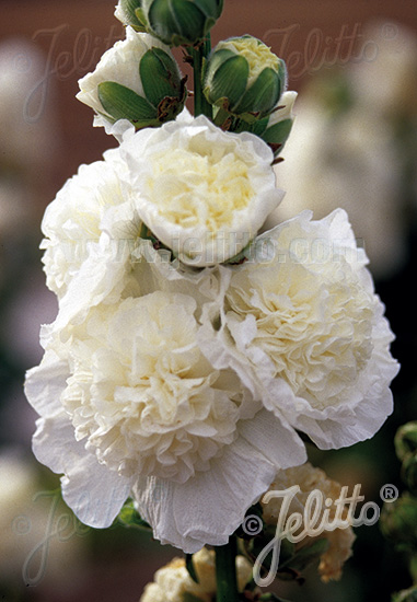 Stokroos rosea plena  'Chaters white'
